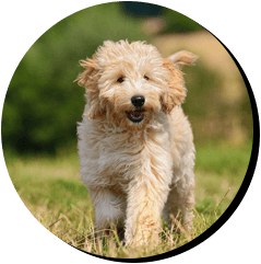 Oakwood Veterinary Surgery